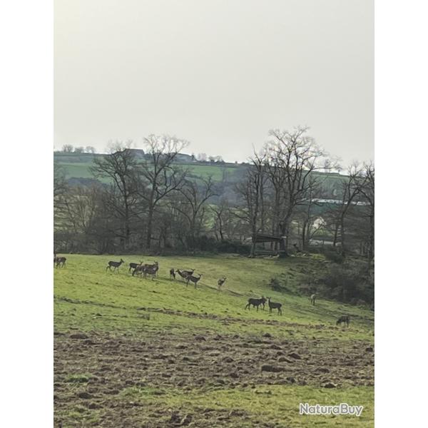 Chasse battue � la Petite Pierre Nord