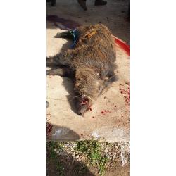 Part de chasse domaniale velaine en haye 54