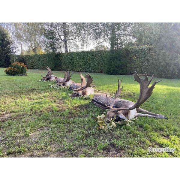 La chasse du daim en Hongrie