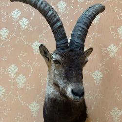 troph&eacute;e de bouquetin des pyren&eacute;es