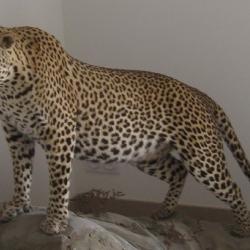 Troph&eacute;e de L&eacute;opard Tanzanie