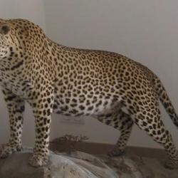 Troph&eacute;e de L&eacute;opard Tanzanie