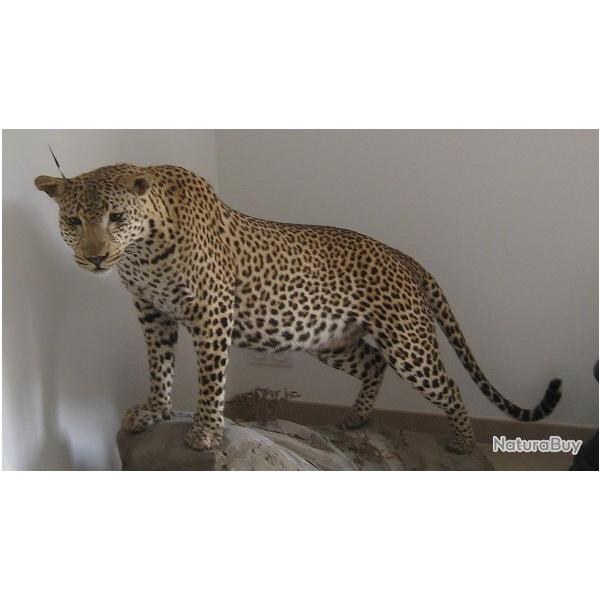 Troph�e de L�opard Tanzanie