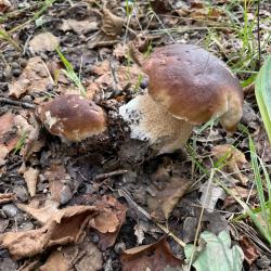 Action b&eacute;casse