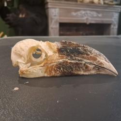 Cr&acirc;ne de calao siffleur ; Bycanistes fistulator avec anneaux scl&eacute;rotique