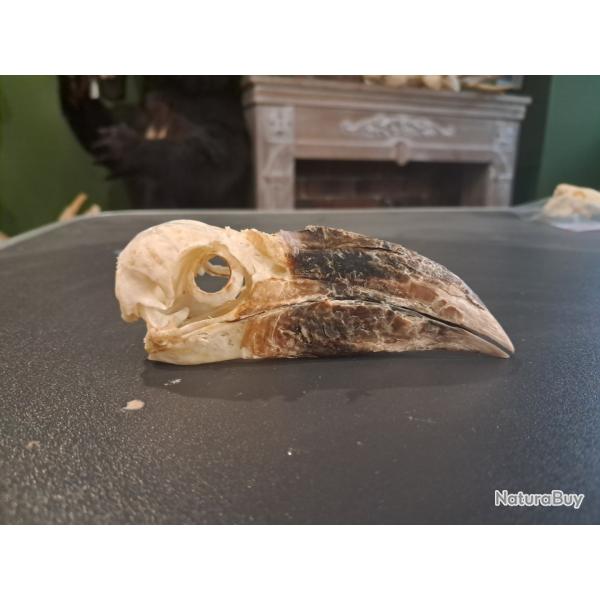 Cr�ne de calao siffleur ; Bycanistes fistulator avec anneaux scl�rotique