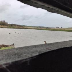 Hutte de chasse - Marais de la Slack (62)