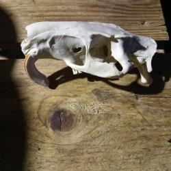 Cr&acirc;ne de ragondin