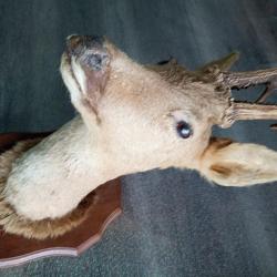 troph&eacute; de chevreuil