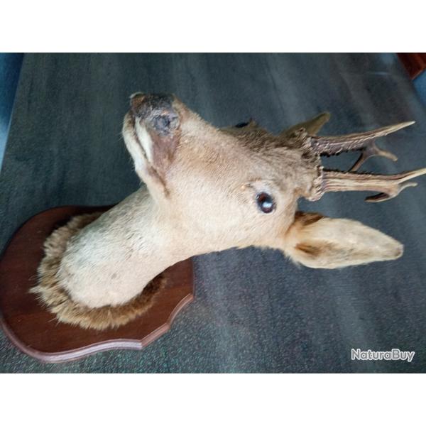 troph� de chevreuil