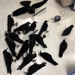 Ensemble &agrave; corvid&eacute;s