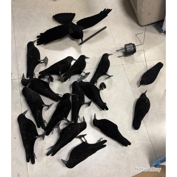 Ensemble � corvid�s