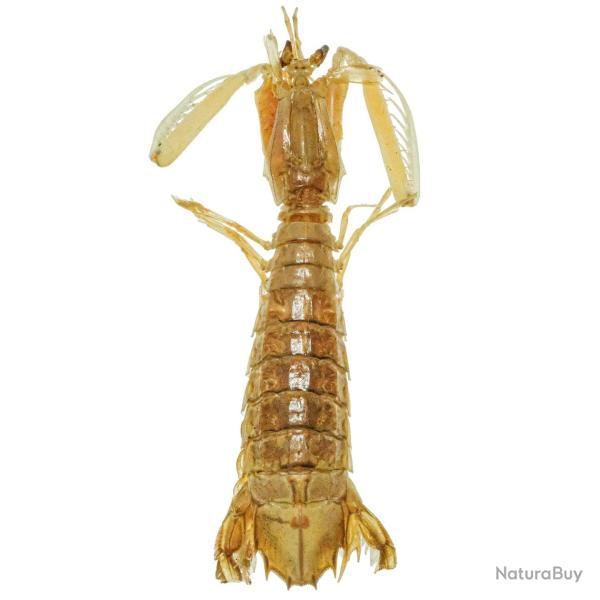 Crevette-mante naturalis�e 14 � 18 cm