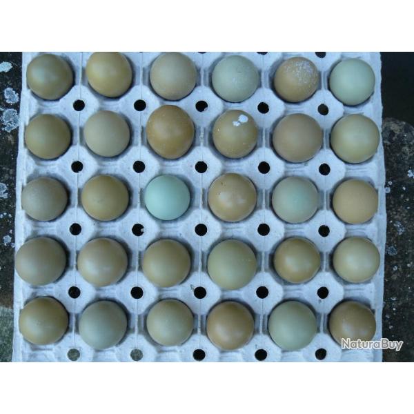 Lot Oeufs de faisans   30