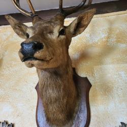 Troph&eacute;e de cerf 1912 du Luxembourg. Tr&egrave;s bon &eacute;tat.