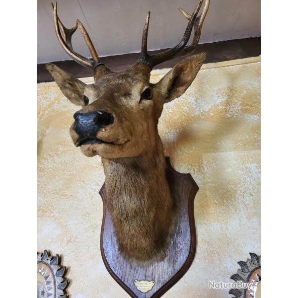 Troph�e de cerf 1912 du Luxembourg. Tr�s bon �tat.