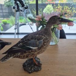 Canard Souchet femelle