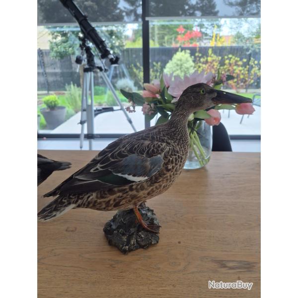 Canard Souchet femelle