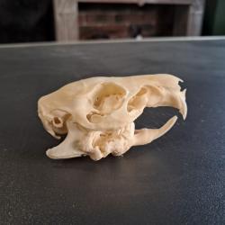 Cr&acirc;ne de cochon d'Inde avec gros abc&egrave;s dentaire #0603