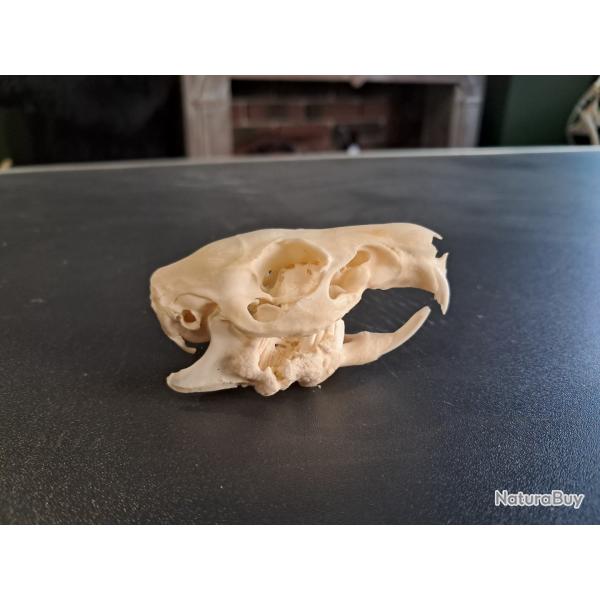 Cr�ne de cochon d'Inde avec gros abc�s dentaire #0603