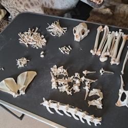 Squelette d&eacute;sarticul&eacute; de Caracal