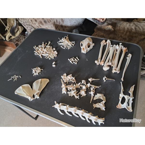 Squelette d�sarticul� de Caracal