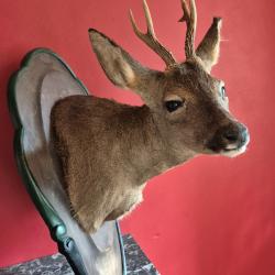 T&ecirc;te de chevreuil ' brocard en cape