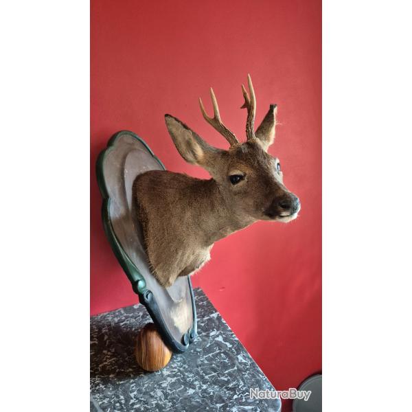 T�te de chevreuil ' brocard en cape