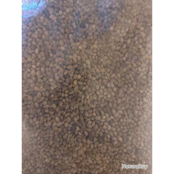 ch�nevis (graine de chanvre)