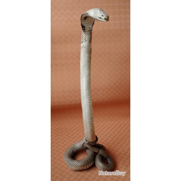 Serpent Naja naturalis�