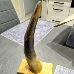 Corne sur &eacute;cusson