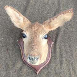 Taxidermie chevreuil