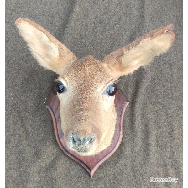 Taxidermie chevreuil
