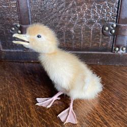 Poussin naturalis&eacute;