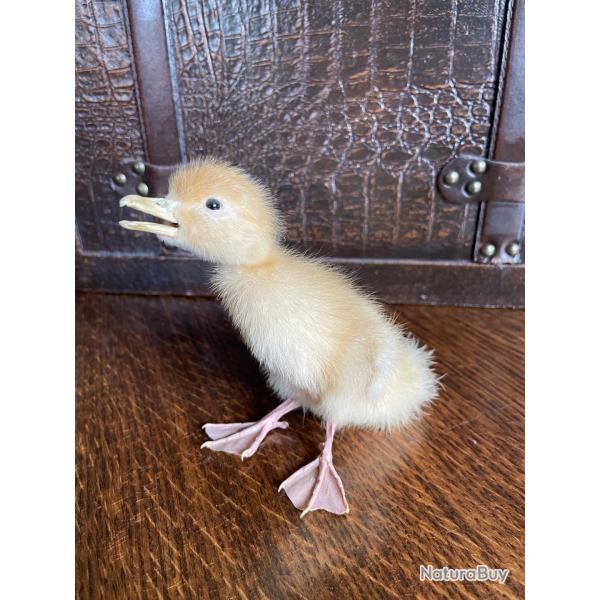 Poussin naturalis�