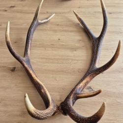 Bois de cerf