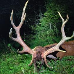 Chasse Brame Cerf CM2