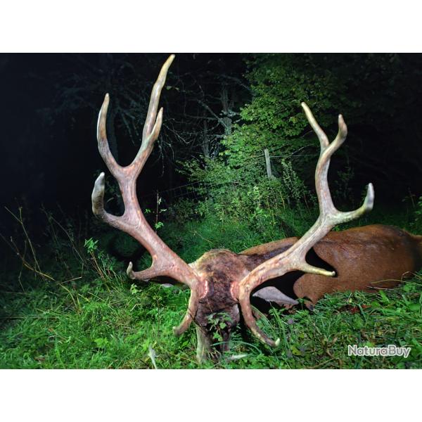 Chasse Brame Cerf CM2