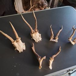 Lot de 5 massacres de chevreuil #070310