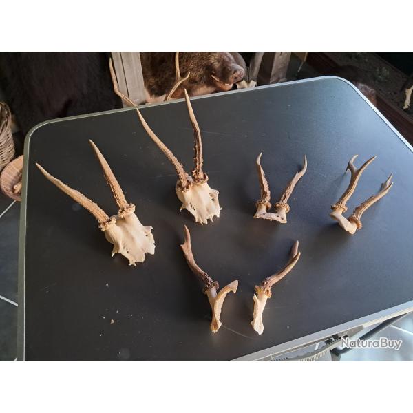 Lot de 5 massacres de chevreuil #070310