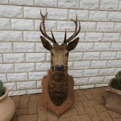 T&ecirc;te de cerf 10 cors naturalis&eacute;e - Tr&egrave;s belle pi&egrave;ce (135 cm)