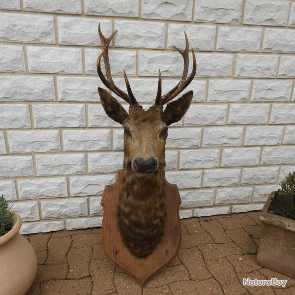 T�te de cerf 10 cors naturalis�e - Tr�s belle pi�ce (135 cm)