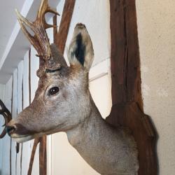 brocard  naturalis&eacute; 7 pointes