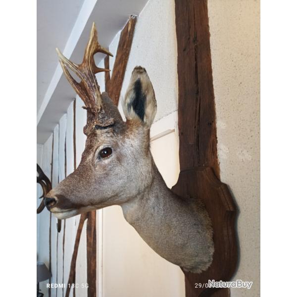 brocard  naturalis� 7 pointes