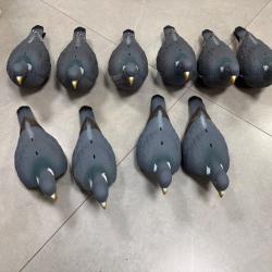 Coque pigeons