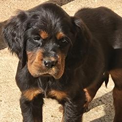 Chiots setter gordon