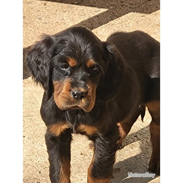 Chiots setter gordon