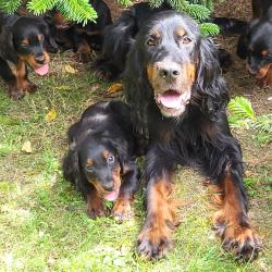 Setter gordon jeunes et adultes