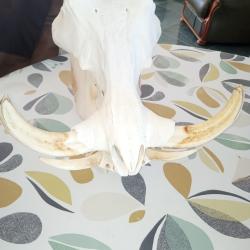 crane complet de phacochere avec de belle d&eacute;fense