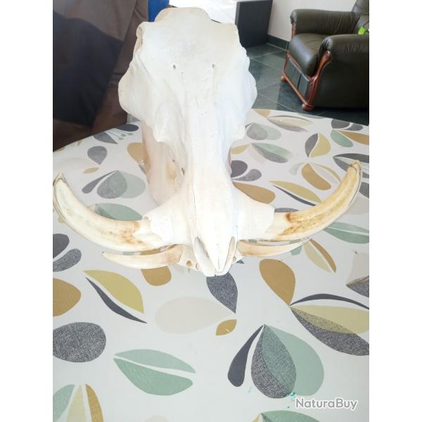 crane complet de phacochere avec de belle d�fense